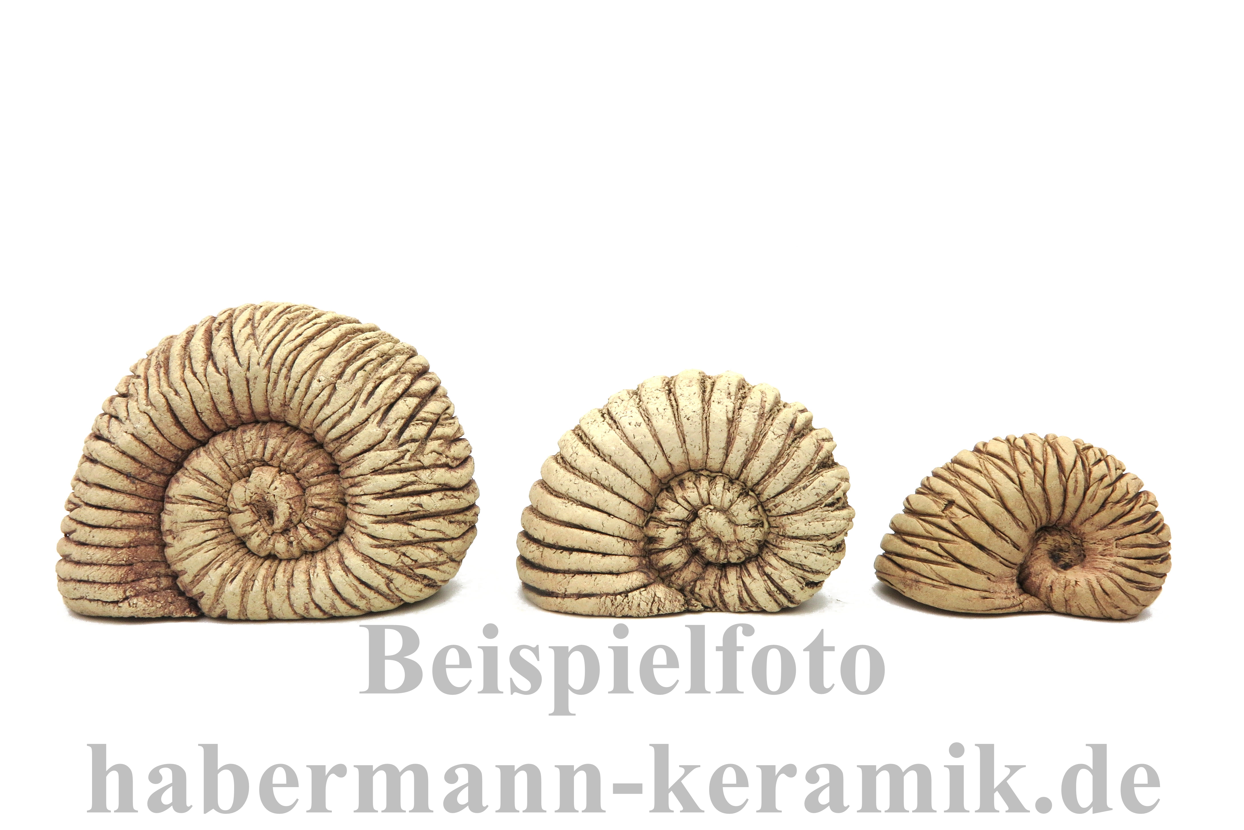 Schnecken- Duett ähnlich Ammonit/ XL 13/8cm