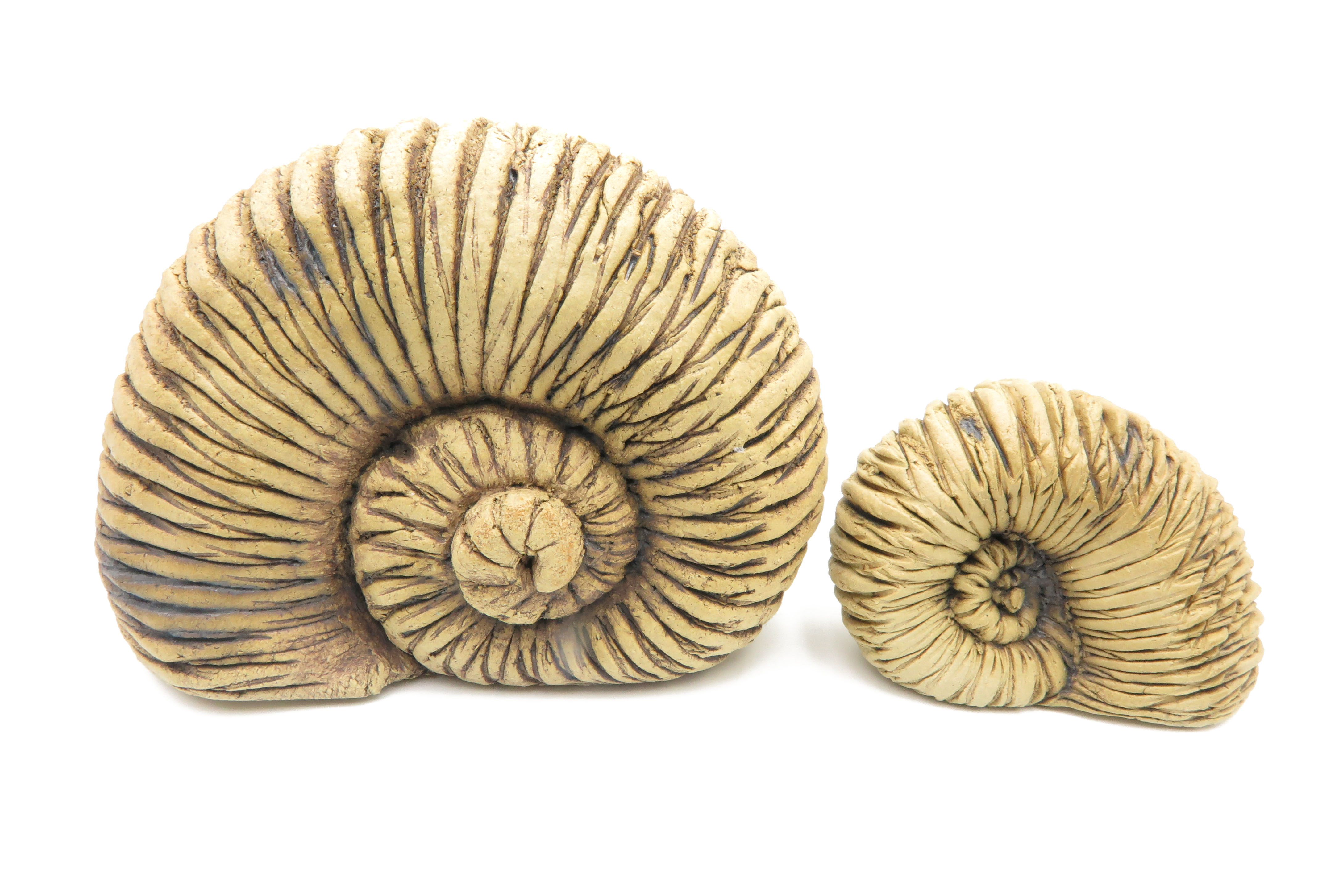 Schnecken- Duett ähnlich Ammonit/ XL 13/8cm