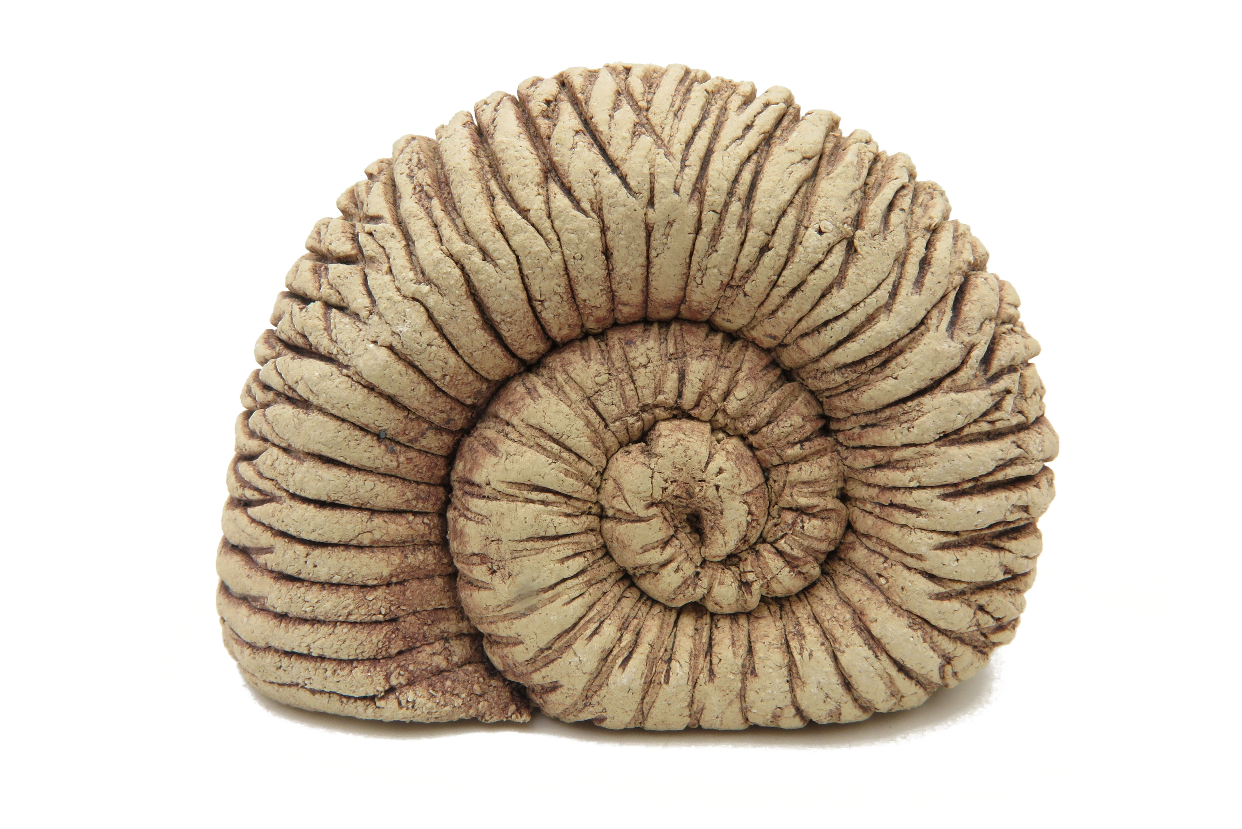 Schnecke ähnlich Ammonit/ L 11cm