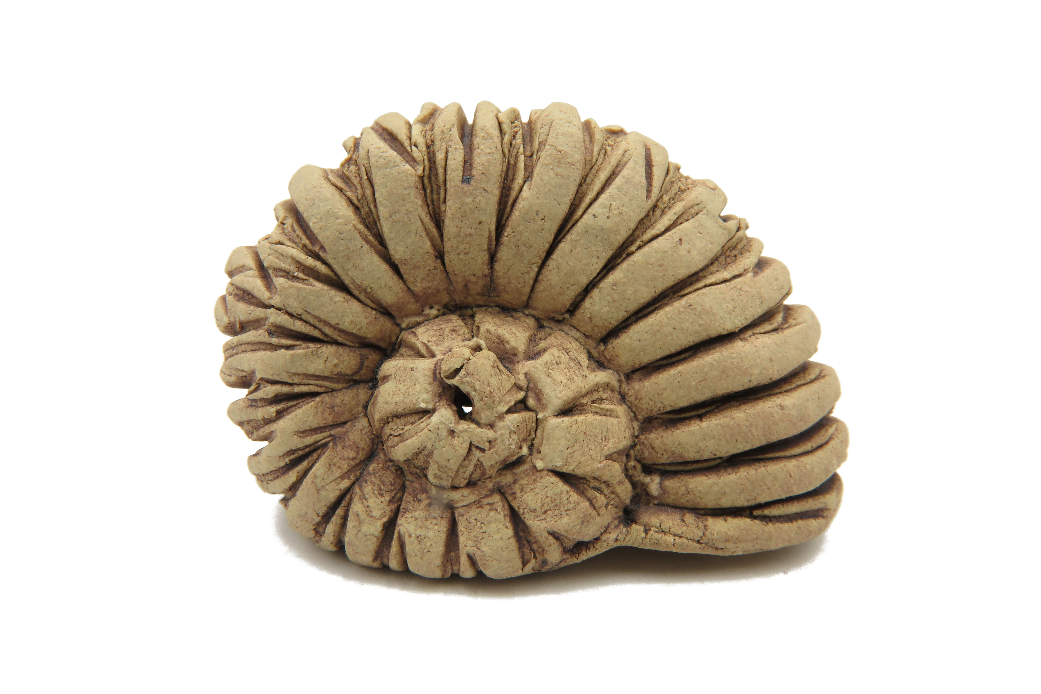 Schnecke ähnlich Ammonit/ S 6cm