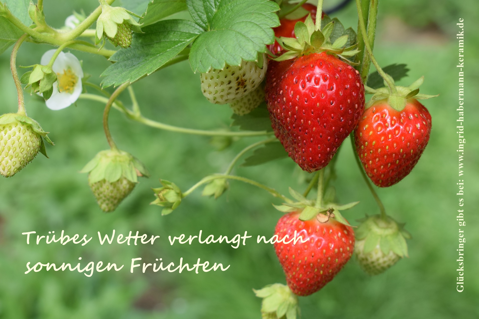 Erdbeeren- Trio mit Spruchpostkarte / S 4 cm